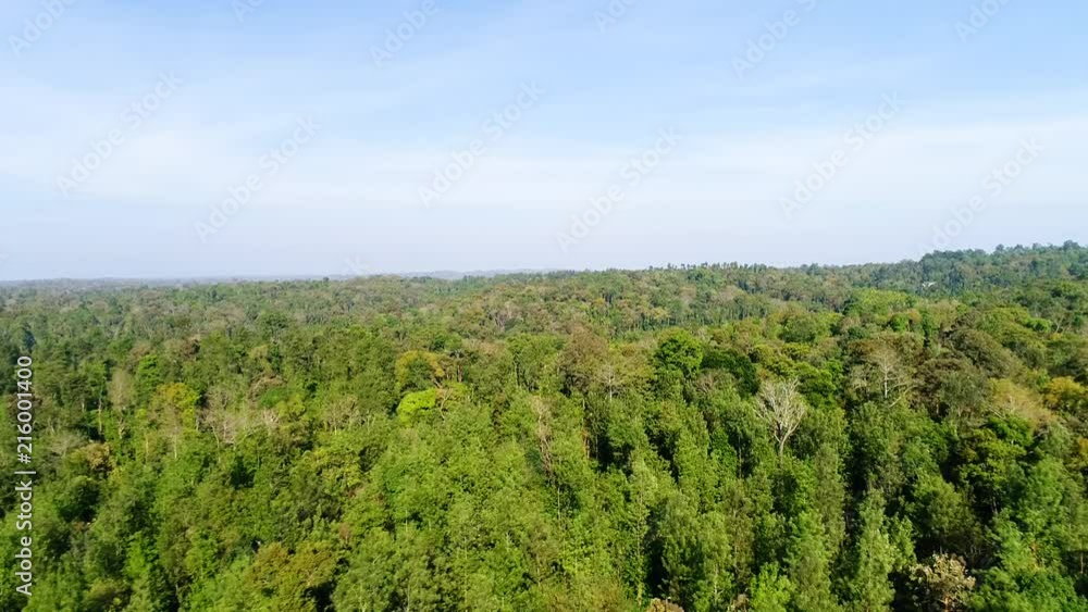Aerial view flying over a beautiful forest and coffee plantation filmed by drone in Kutta Karnataka India Aerial view flying over a beautiful forest and coffee plantation filmed by drone in Kutta Karnataka India