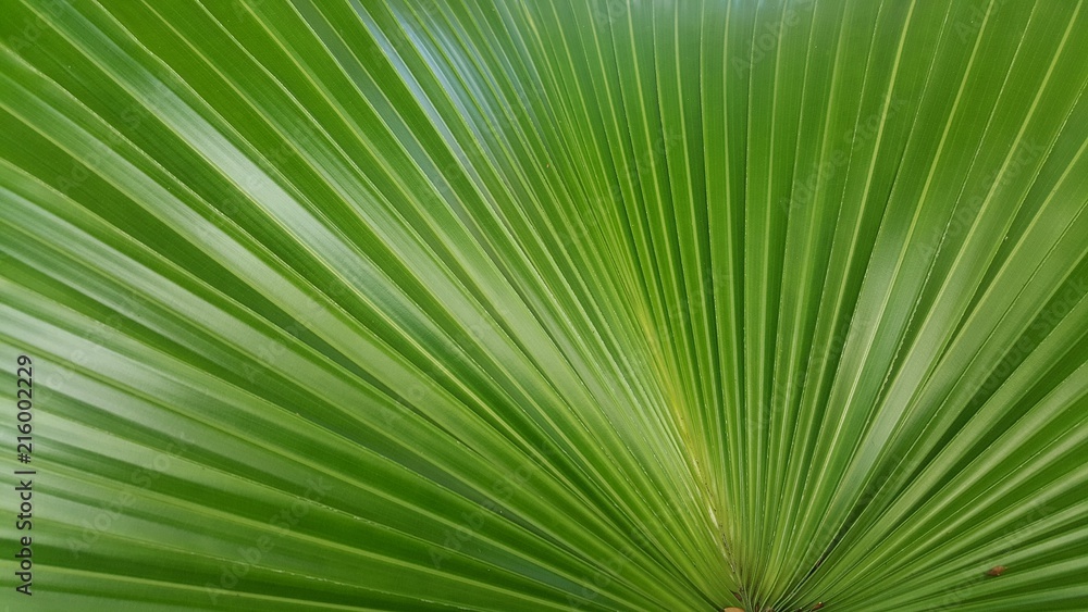 Green sugar palm leaf background
Green sugar palm leaf background