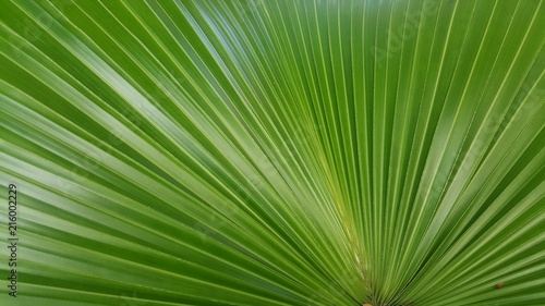 Green sugar palm leaf background  