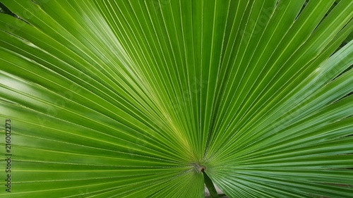 Green sugar palm leaf background  