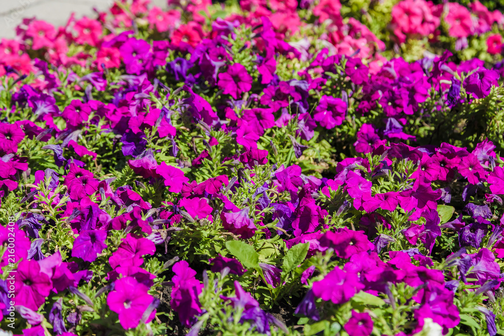 Naklejka premium A flower bed with colorful flowers on it.