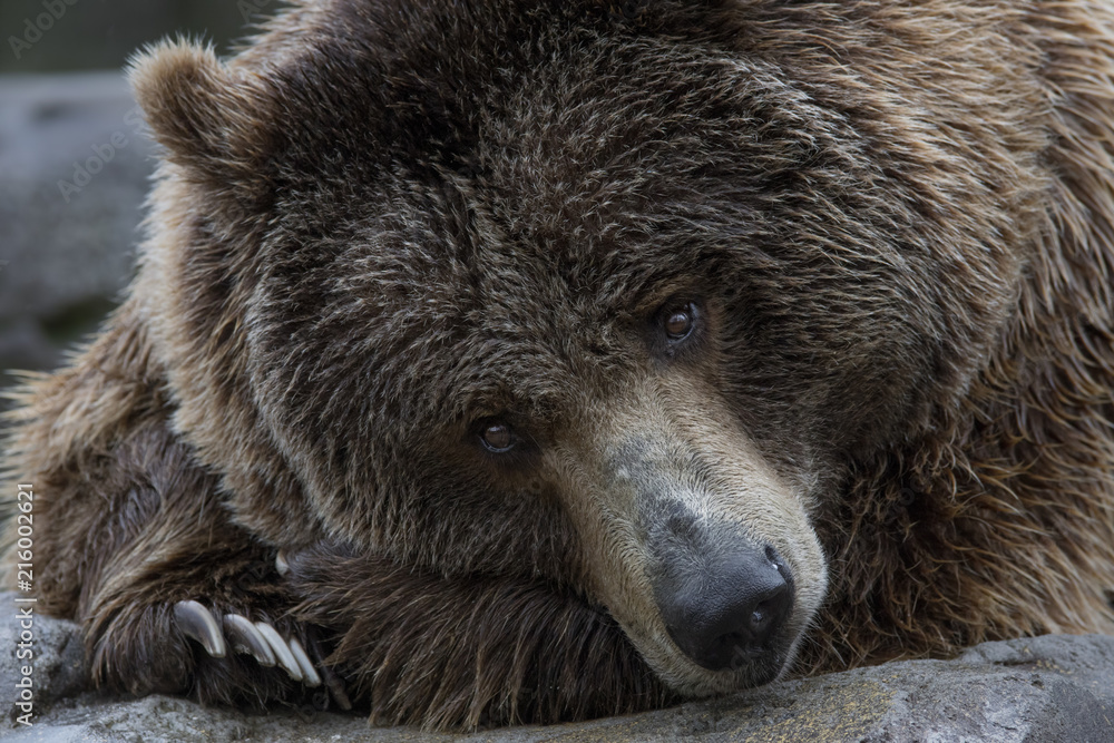 Obraz premium Oso pardo - Brown Bear