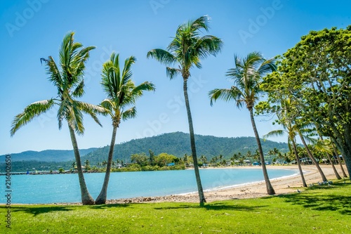 Fototapeta Naklejka Na Ścianę i Meble -  Airlie beach palm trees and coconut trees in Australia