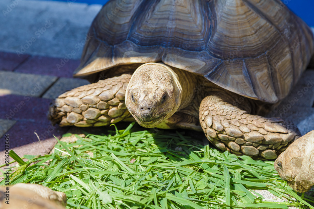 Radiated tortoise eating Grape leaves in the garden, Portrait of radiated tortoise,The radiated