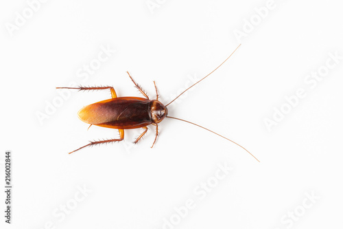 Cockroach on the background white
