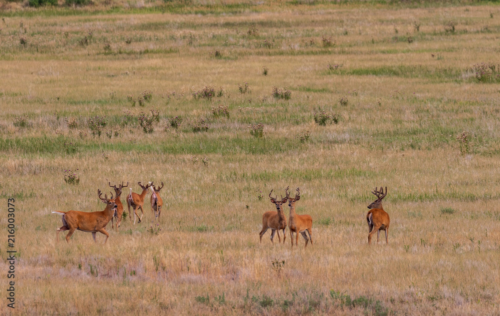 Fototapeta premium Herd of Whitetail Deer Bucks in Velvet