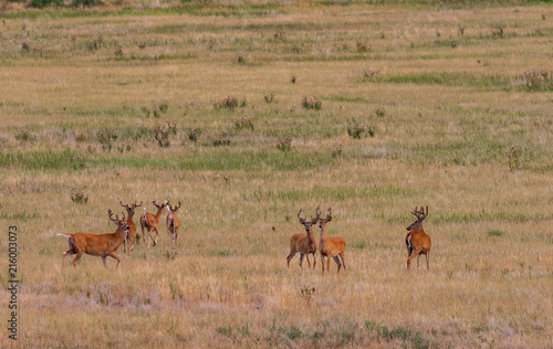 Herd of Whitetail Deer Bucks in Velvet