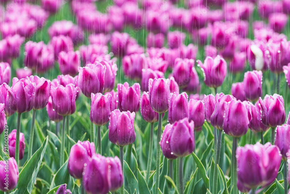 tulip tulip