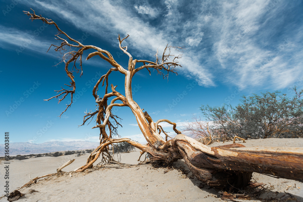 Dry dead tree in the Death Valley, USA Dry dead tree in the Death Valley, USA