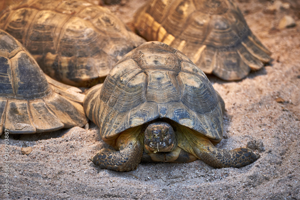 Mehrere Schildkröten / Landschildkröten liegen im Sand