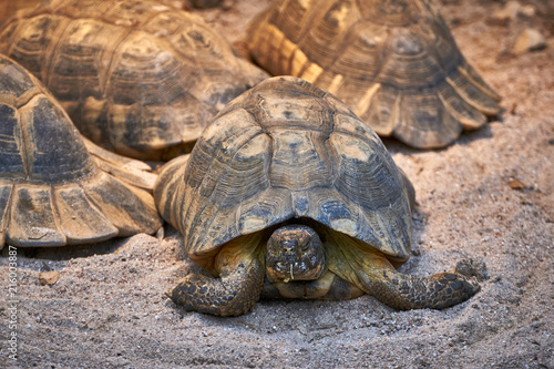 Mehrere Schildkröten / Landschildkröten liegen im Sand