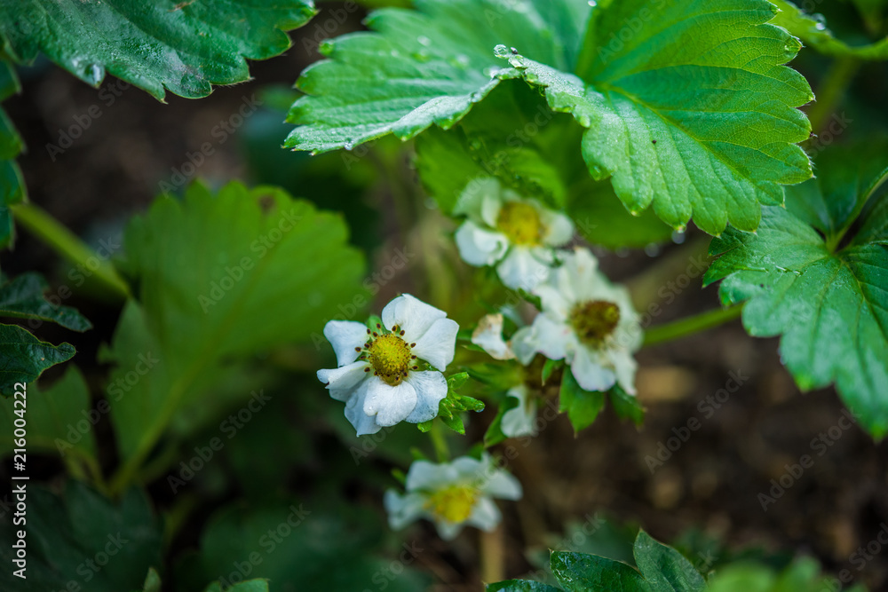 Strawberry growing in a garden Strawberry growing in a garden