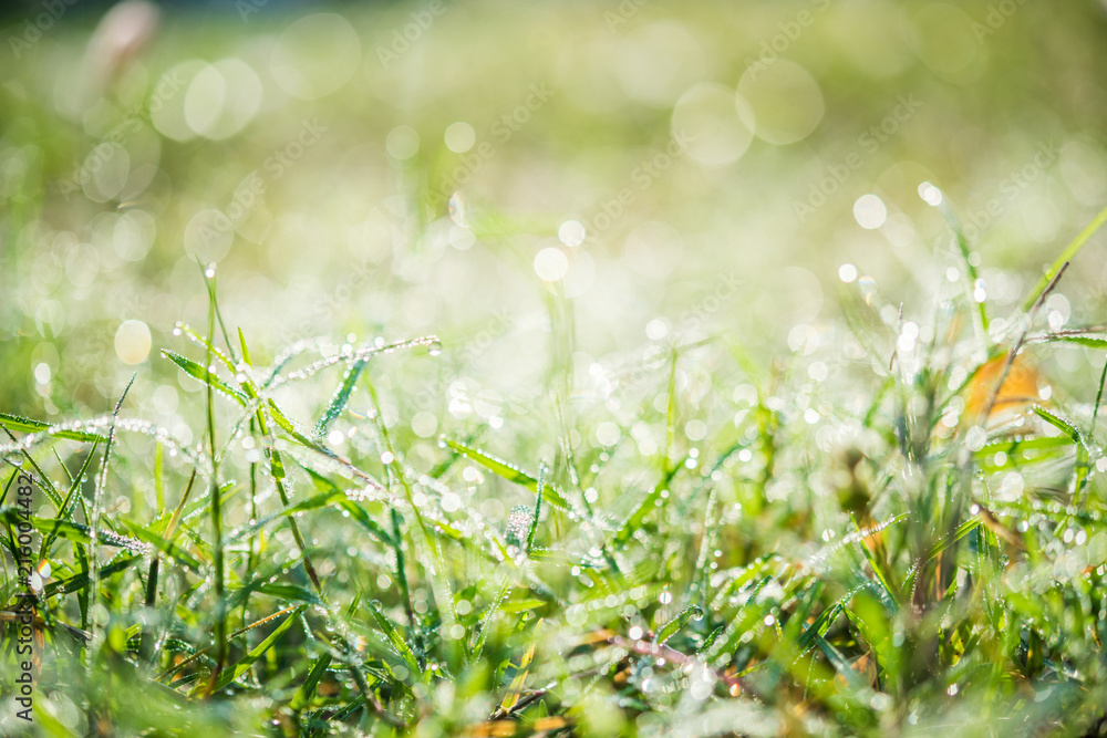 Nature Background with drops of dew on a fresh green grass with beautiful bokeh effect Nature Background with drops of dew on a fresh green grass with beautiful bokeh effect