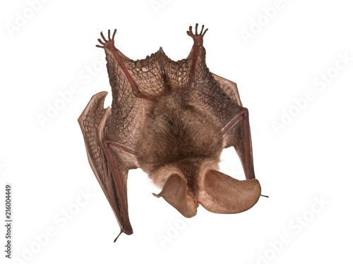 Brown long-eared bat (Plecotus auritus), isolated on white background