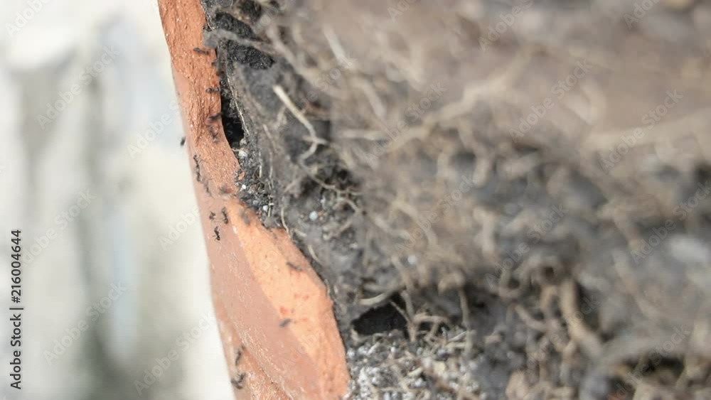 Natural nests that create nests in a pot.