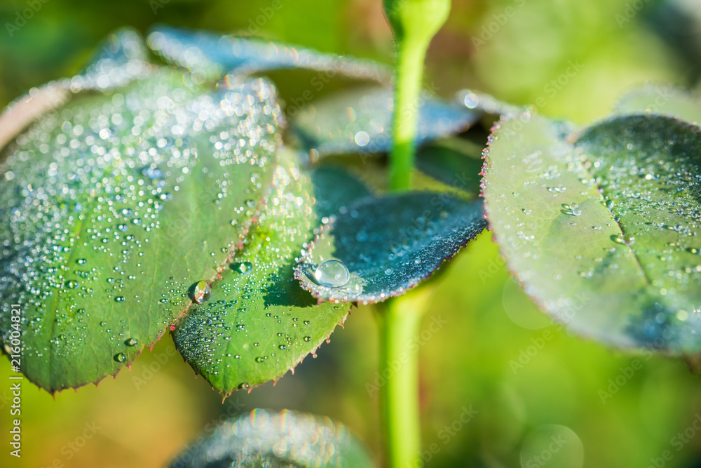 Fototapeta premium Close up rose leaf with water drops. Beautiful leaf texture in nature. Natural background