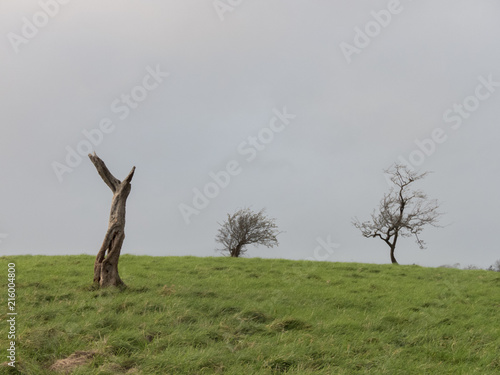 Photography phoenix park trees dublin