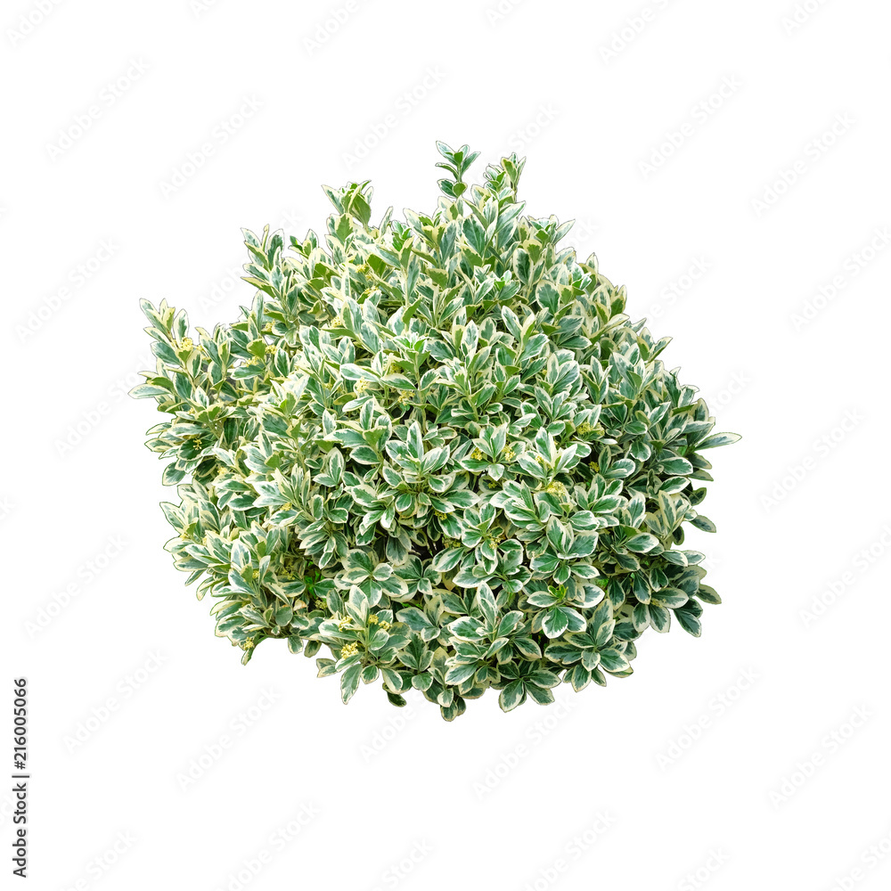 Green bush isolated on white background. Round ornamental bush. Green bush isolated on white background. Round ornamental bush.