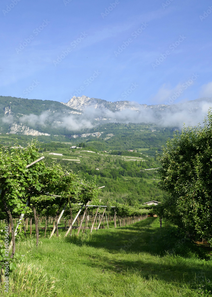Mountain vineyard in Italy