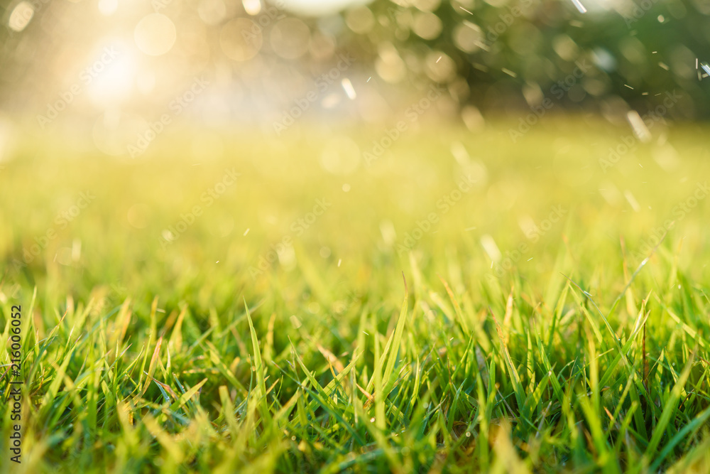 Nature Background with drops of dew on a fresh green grass with beautiful bokeh effect