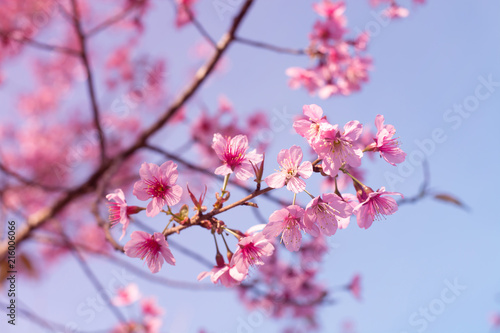 Beautiful cherry blossoms