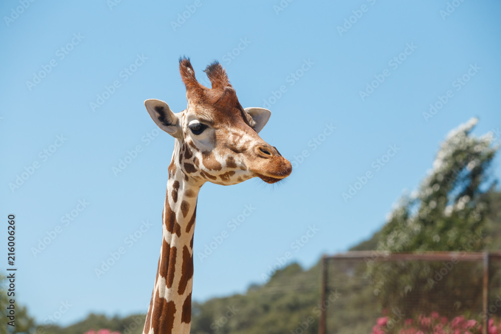 Obraz premium Giraffe head with long neck and furry horns on background of blue sky in exotic safari 