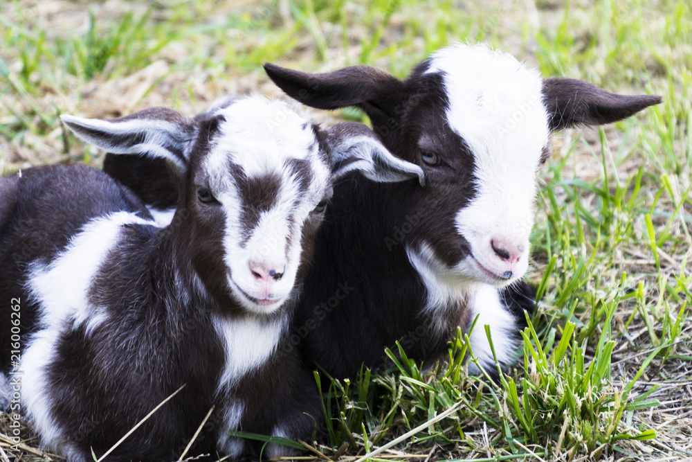 Two white - black goats in l asleep together on the grass in the summer Two white - black goats in l asleep together on the grass in the summer
