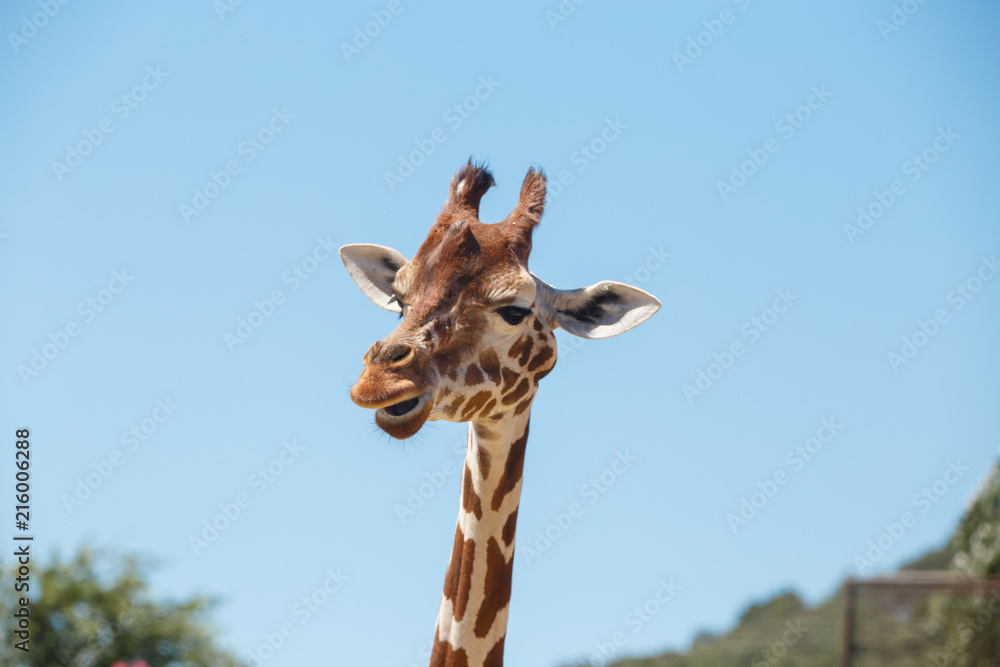 Fototapeta premium Giraffe head with long neck and furry horns on background of blue sky in exotic safari 