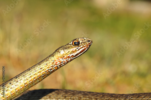 eastern montpellier snake portrait
