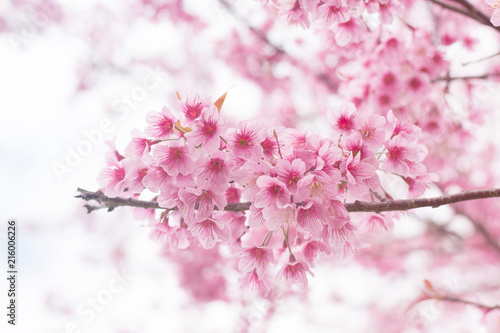 Beautiful pink sakura blossoms on a natural background.