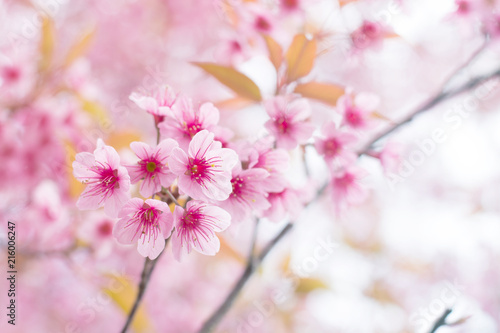 pink beautiful sakura blossom, nature background