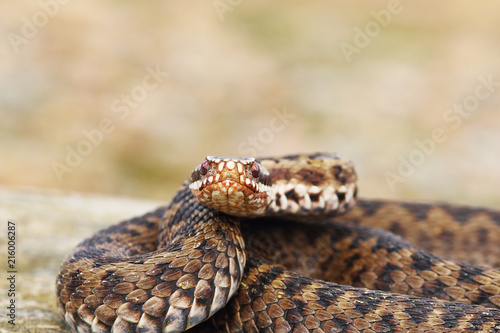 female common adder looking at the camera