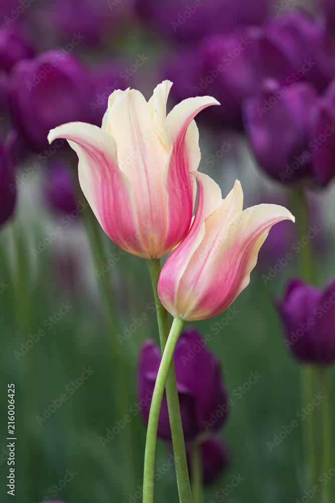 Naklejka premium tulip