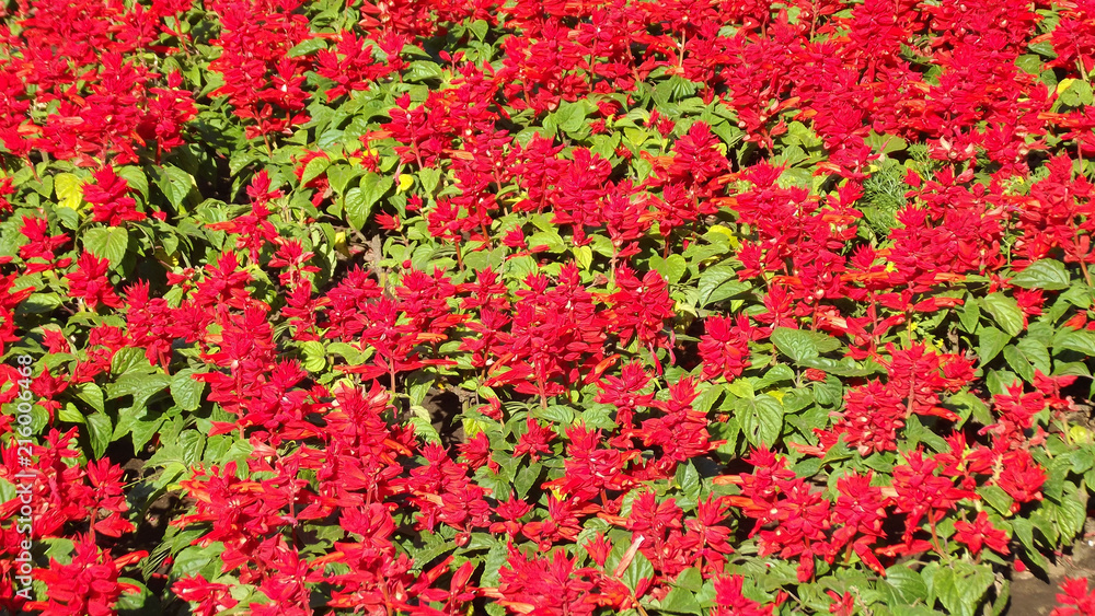 Red background of flowers on the flower bed. Red background of flowers on the flower bed.
