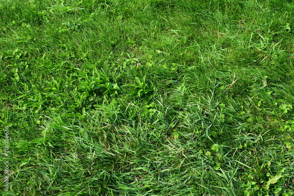 Green grass. Texture Green grass. Texture