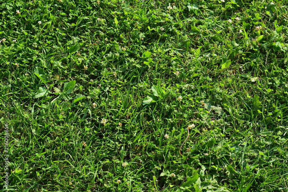 Green grass. Texture Green grass. Texture