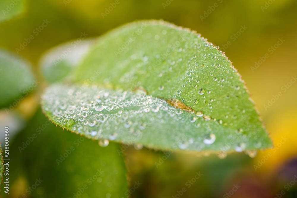 Close up green leaf with water drops. Beautiful leaf texture in nature. Natural background Close up green leaf with water drops. Beautiful leaf texture in nature. Natural background