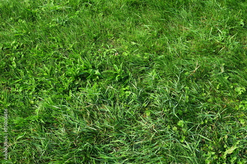 Green grass. Texture