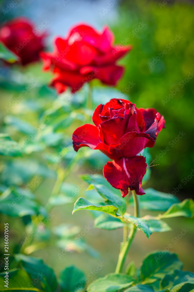 Close up of red rose on a bush in a garden Close up of red rose on a bush in a garden