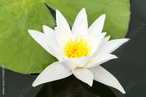 Close-up of White lilly on lake with green leaves