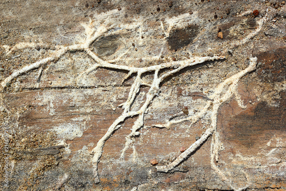 custom made wallpaper toronto digitalSerpula lacrymans rizomorphs on wood