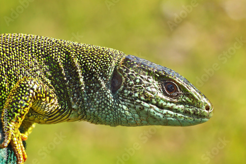 side view of green lizard head