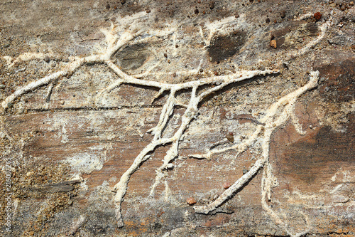 Wallpaper Mural Serpula lacrymans rizomorphs on wood Torontodigital.ca