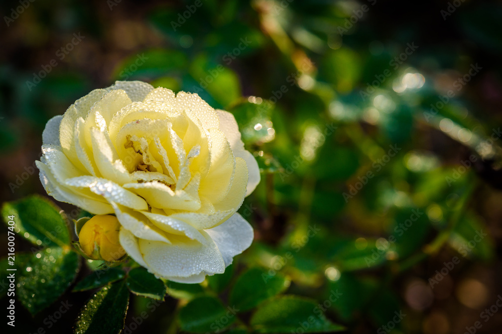 Close up of rose with dew drop on a bush in a garden