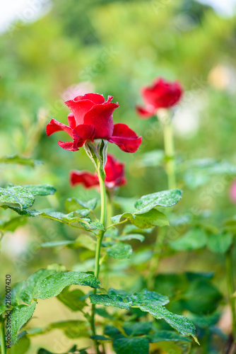 Close up of red rose with dew drop on a bush in a garden