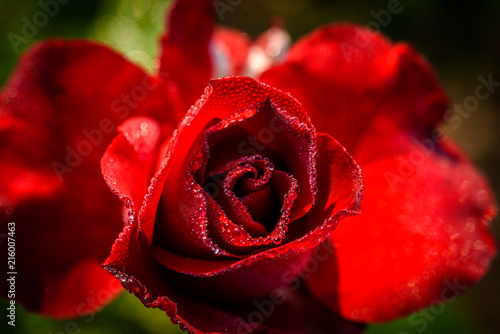 Close up of red rose with dew drop on a bush in a garden