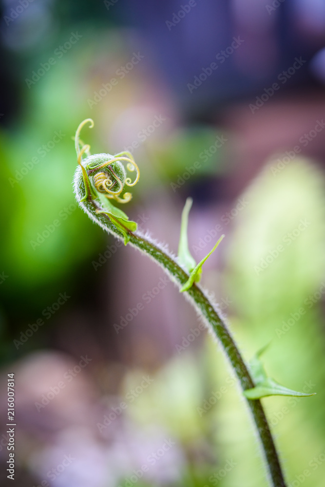 Close up green leaf of fern Close up green leaf of fern