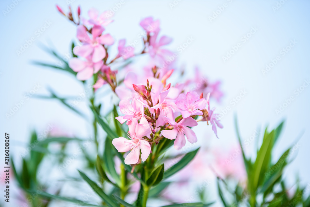 Pink oleander on tree (Nerium oleander)