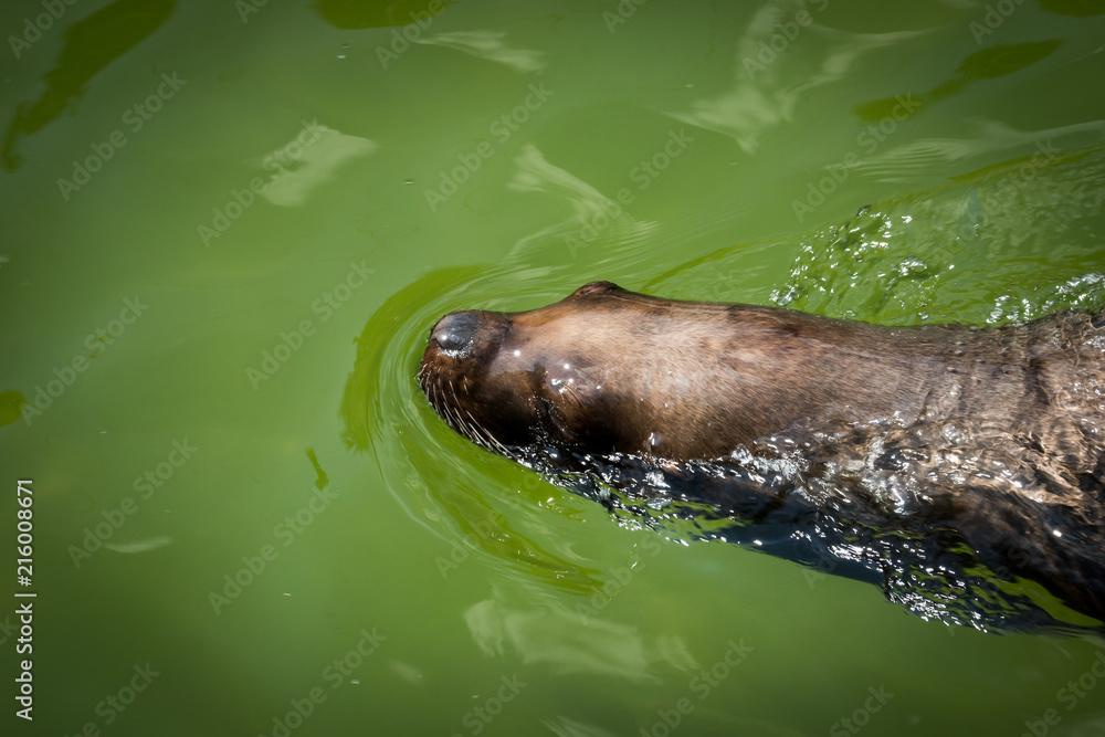 Obraz premium Animal