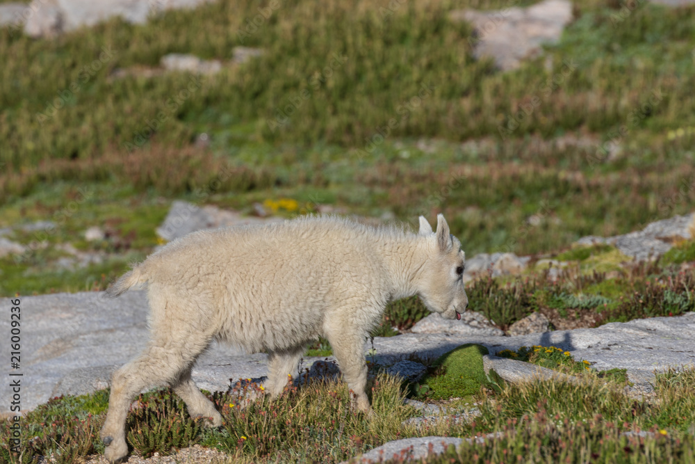 Cute Mountain Goat Kid Cute Mountain Goat Kid